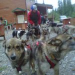 DogSledTEAM