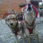 DogsledTEAM2, Alaska