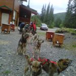 DogsledTEAM4
