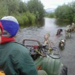 Dogs ledride, Alaska