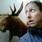 Alaska Moose at Anchorage Museum
