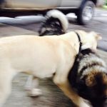 photo_5252832529