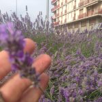 2016 iphone pix, Italy & New Mexico 388