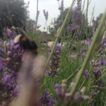 2016 iphone pix, Italy & New Mexico 391
