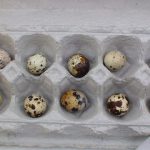 AnchFarmMarketQuailEggs