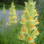 AnchorageFlowers2