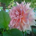 BilliesFlowers