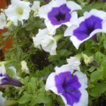BilliesFlowers2