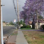 LA, trees