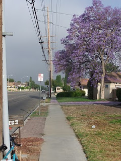 purple trees California, LA