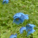 FlowersBLUE