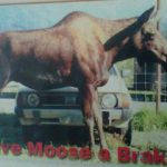 MooseBillboard