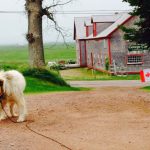 Sackvilledog