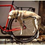 dogtiredonbike