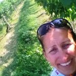 vineyard2Btease