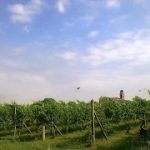 vineyard2Bvines