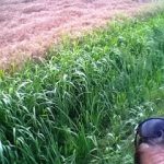 vineyard2Bwheat2Bfield
