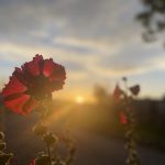 IMG_5313